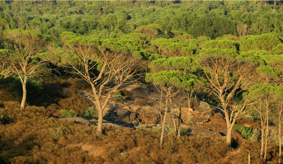 les-forêts-du-var-draguignan